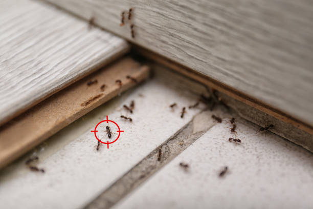 Best Local Pest Control Services  in Sequim, WA