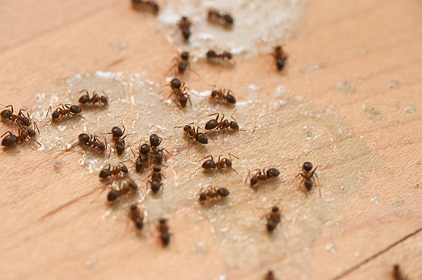 Best Insect Control  in Sequim, WA