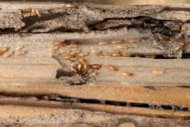 Spider Control Near Me in Sequim, WA